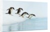 Gentoo Penguins Contemplating Jumping into Gerlache Strait by Anonymous