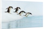 Gentoo Penguins Contemplating Jumping into Gerlache Strait by Anonymous