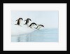 Gentoo Penguins Contemplating Jumping into Gerlache Strait by Anonymous