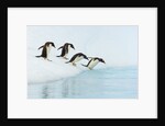 Gentoo Penguins Contemplating Jumping into Gerlache Strait by Anonymous