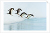 Gentoo Penguins Contemplating Jumping into Gerlache Strait by Anonymous