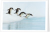 Gentoo Penguins Contemplating Jumping into Gerlache Strait by Anonymous