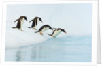 Gentoo Penguins Contemplating Jumping into Gerlache Strait by Anonymous