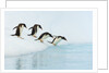 Gentoo Penguins Contemplating Jumping into Gerlache Strait by Anonymous