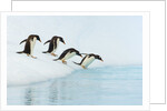 Gentoo Penguins Contemplating Jumping into Gerlache Strait by Anonymous