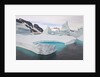 Stranded Icebergs in Shallow Bay Near Boothe Island by Anonymous