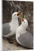 Black-legged Kittiwake Breeding Couple Greeting each Other by Anonymous