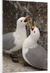 Black-legged Kittiwake Breeding Couple Greeting each Other by Anonymous