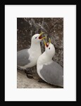 Black-legged Kittiwake Breeding Couple Greeting each Other by Anonymous