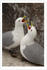 Black-legged Kittiwake Breeding Couple Greeting each Other by Anonymous