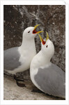 Black-legged Kittiwake Breeding Couple Greeting each Other by Anonymous