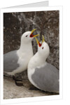 Black-legged Kittiwake Breeding Couple Greeting each Other by Anonymous