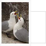 Black-legged Kittiwake Breeding Couple Greeting each Other by Anonymous