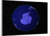Dark View of Earth Centered on Antarctica by Anonymous