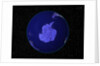 Dark View of Earth Centered on Antarctica by Anonymous