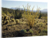 The Sonoran Desert at Sunrise by Anonymous