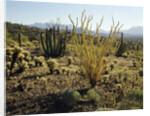 The Sonoran Desert at Sunrise by Anonymous