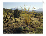 The Sonoran Desert at Sunrise by Anonymous