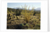 The Sonoran Desert at Sunrise by Anonymous