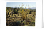 The Sonoran Desert at Sunrise by Anonymous
