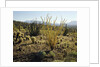The Sonoran Desert at Sunrise by Anonymous