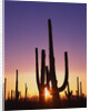 Saguaro Cacti at Sunset by Anonymous