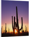Saguaro Cacti at Sunset by Anonymous