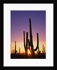 Saguaro Cacti at Sunset by Anonymous