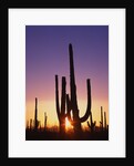 Saguaro Cacti at Sunset by Anonymous