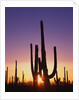 Saguaro Cacti at Sunset by Anonymous