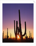 Saguaro Cacti at Sunset by Anonymous