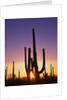 Saguaro Cacti at Sunset by Anonymous