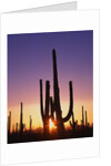 Saguaro Cacti at Sunset by Anonymous