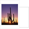 Saguaro Cacti at Sunset by Anonymous