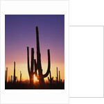 Saguaro Cacti at Sunset by Anonymous