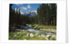 Mountain Stream Cascading over Rocks by Anonymous