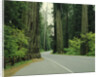 Highway 101 through Redwoods by Anonymous
