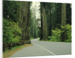 Highway 101 through Redwoods by Anonymous
