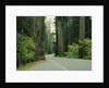 Highway 101 through Redwoods by Anonymous