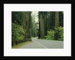 Highway 101 through Redwoods by Anonymous
