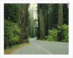 Highway 101 through Redwoods by Anonymous