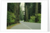 Highway 101 through Redwoods by Anonymous