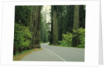 Highway 101 through Redwoods by Anonymous