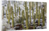 Saguaro Cacti in Snow by Anonymous