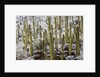Saguaro Cacti in Snow by Anonymous