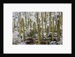 Saguaro Cacti in Snow by Anonymous