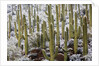 Saguaro Cacti in Snow by Anonymous