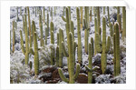 Saguaro Cacti in Snow by Anonymous