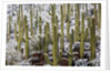 Saguaro Cacti in Snow by Anonymous