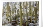 Saguaro Cacti in Snow by Anonymous